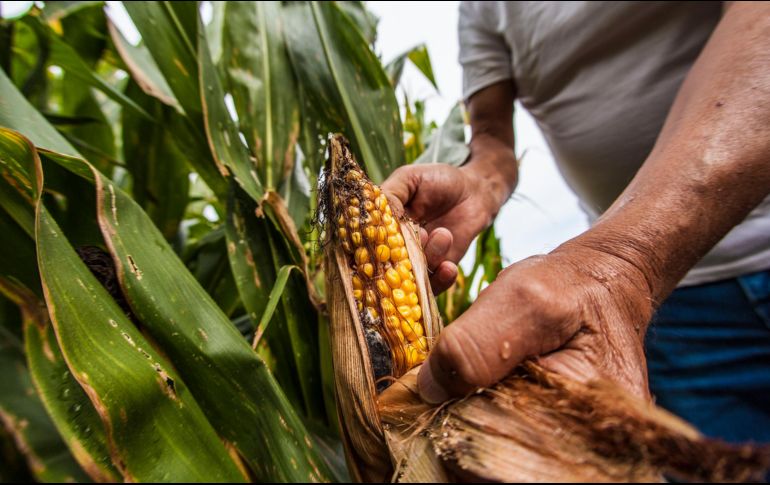 El alza de la temperatura global y fenómenos como huracanes reducen no sólo la cantidad de productos agrícolas, sino que baja su calidad debido al empobrecimiento de los suelos. EL INFORMADOR / ARCHIVO