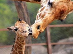 La nueva integrante de la familia de las jirafas pueden ser visitadas de martes a domingo, en un horario de 9:00 a 16:30 horas NTX / ARCHIVO