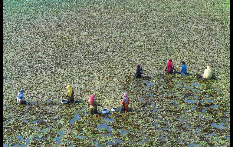 Trabajadores cosechan castañas de agua en Lahore, Pakistán. AFP/A. Ali