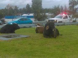 Se desconoce quién o quiénes son los dueños de los animales. ESPECIAL / Protección Civil Guadalajara