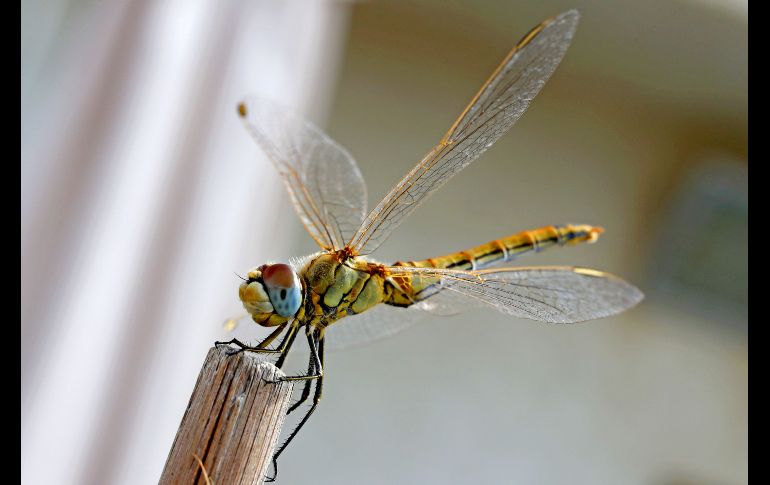 Una libélula Sympetrum meridionale se ve en la ciudad costera de Netanya, en Israel. AFP/J. Guez