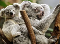 La población de este mamífero se redujo de 326 mil 400 en 1990 a 188 mil en 2010, lo que supone una caída del 42 por ciento en dos décadas. EFE/ARCHIVO