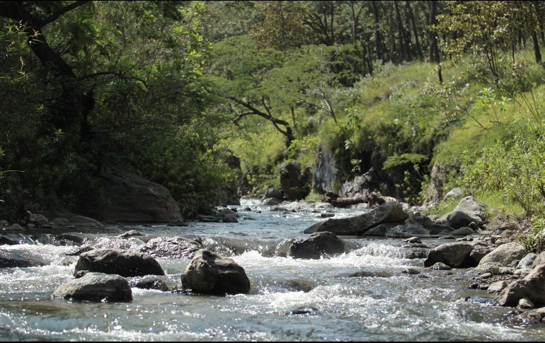 En La Primavera se tienen inventariadas más de mil especies de flora y alrededor de 340 especies de fauna, que cumplen en conjunto funciones ecológicas indispensables para mantener el equilibrio en la naturaleza. EL INFORMADOR / ARCHIVO
