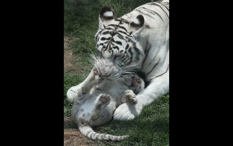El zoológico Huachipa en Perú recibió a los cachorros de la tigresa 