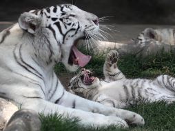 El zoológico Huachipa en Perú recibió a los cachorros de la tigresa 