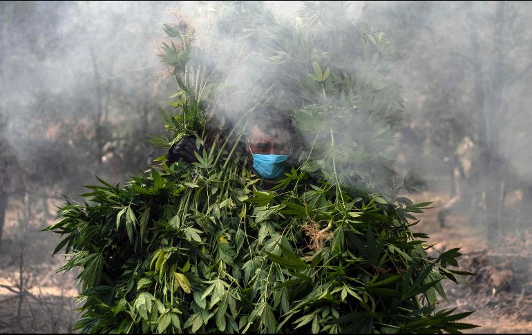 Se recaban muestras representativas que fueron puestas a disposición de los Ministerios Públicos de la Federación. AFP / ARCHIVO