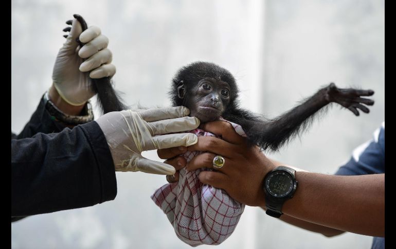 Veterinarios de una agencia de conservación examinan a un bebé de Siamang, o gibón de pelo negro, rescatado de manos de un aldeano en Banda Aceh, Indonesia. AFP / C. Mahyuddin