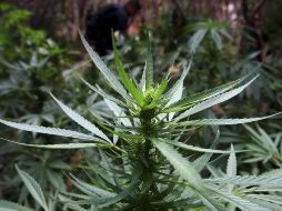 En segundo lugar, la DEA ubica al Cártel Nueva Generación, al que cataloga como el más reciente y uno de los más poderosos en México y EU; entre los estupefacientes más exportados están la mariguana, cocaína y heroína. EL INFORMADOR / ARCHIVO