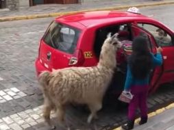 Llama aborda un taxi y conquista las redes