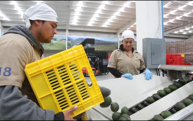 La protesta detuvo la actividad económica de 16 mil 800 empleos directos y más de 70 mil empleos temporales en Michoacán. EL INFORMADOR/Archivo