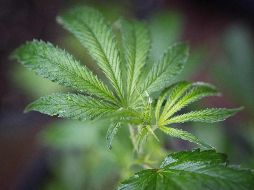 De acuerdo con la iniciativa, la propuesta se basa en un modelo de regulación estricta, es decir, un punto medio entre la prohibición absoluta y el libre mercado. AFP / ARCHIVO