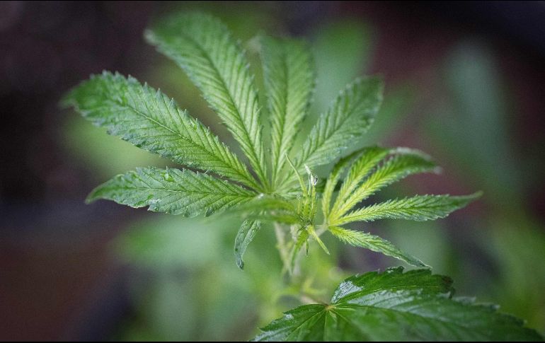 De acuerdo con la iniciativa, la propuesta se basa en un modelo de regulación estricta, es decir, un punto medio entre la prohibición absoluta y el libre mercado. AFP / ARCHIVO