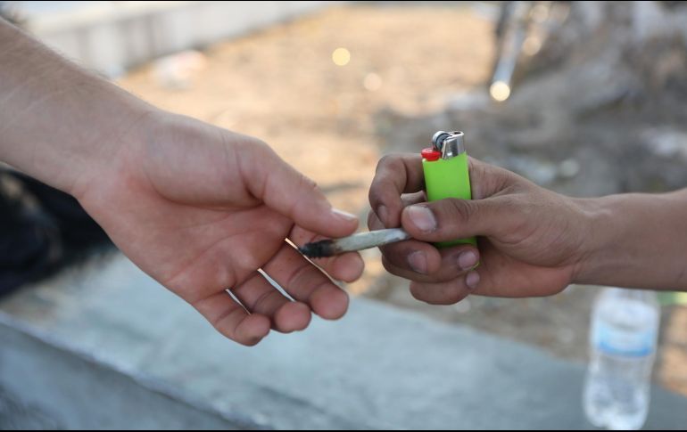 El uso con fines lúdicos incluye la siembra, cultivo, cosecha, preparación, acondicionamiento, posesión y transporte de la planta. EL INFORMADOR / ARCHIVO