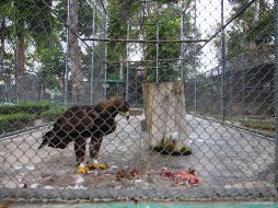 Proponen que los zoológicos sean convertidos en centros de investigación y preservación. EL INFORMADOR/ARCHIVO