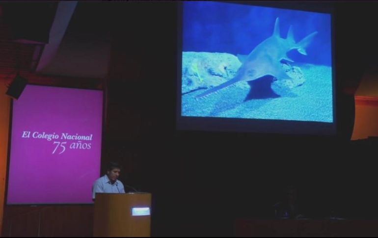 Sacerdotes depositaban los espadartes en un nivel intermedio dentro de las ofrendas. TWITTER/@ColegioNal_mx