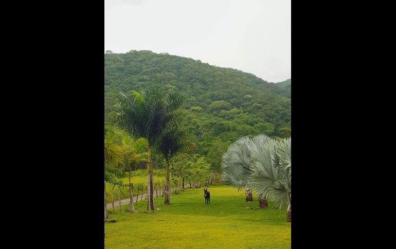 Verde. La vegetación privilegiada del lugar es un gran atractivo para cualquier ojo.