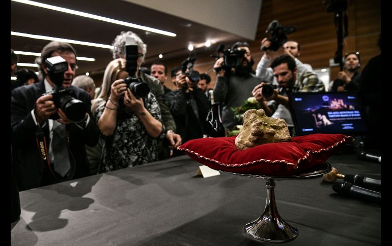 Una trufa de 850 gramos se muestra durante una subasta en Alba, Italia, en el marco de una feria anual de trufas blancas. La pieza se vendió en 85 mil euros, unos 963 mil dólares. AFP/M. Bertorello