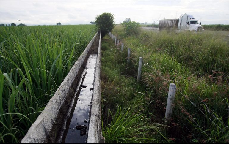 Para producir 36 millones de galones de etanol se requeriría la producción de 1.4 millones de toneladas de caña, para lo que se necesitarían seis mil trabajadores. EL INFORMADOR/Archivo