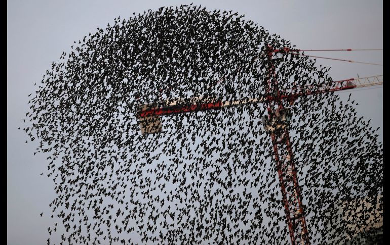 Una parvada de estorninos pasa por una grúa en Milán, Italia. AP/L. Bruno