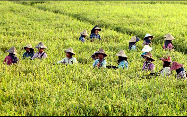 Campesinos trabajan en un arrozal semanas antes de la cosecha en Naypyidaw, Birmania. AP/A. Shine Oo