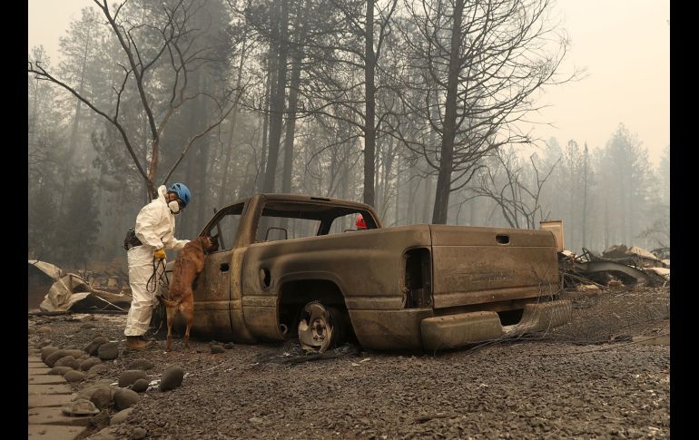 Un perro entrenado apoya en las labores.