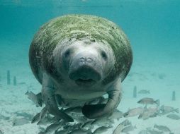 En las autopsias se hallaron metales pesados en los manatíes. ESPECIAL/SEMARNAT