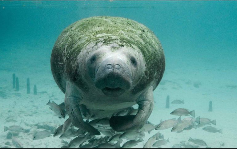 En las autopsias se hallaron metales pesados en los manatíes. ESPECIAL/SEMARNAT