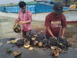 En la imagen, investigadores retiran los desechos plásticos del estómago de una ballena varada en el Parque Nacional de Wakatobi en el sudeste de Sulawesi, Indonesia. AP / Muhammad Irpan Sejati Tassakka