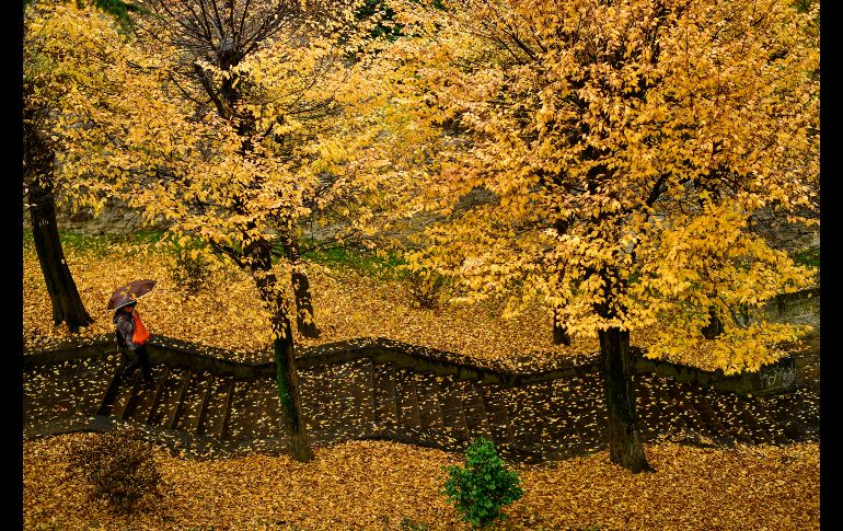 Un peatón baja escalones por una fila de árboles en Pamplona, España, en un día lluvioso. AP/A. Barrientos