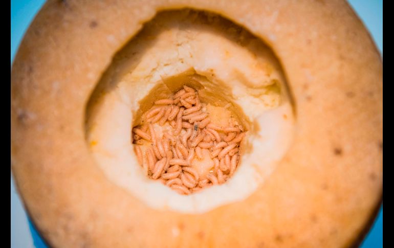 Desde la región italiana de Cerdeña, el queso de gusanos 