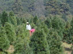 Se trata de un cultivo cíclico y sustentable que genera beneficios ambientales y económicos, ya que cada año se planta la misma cantidad de árboles que los que se cosecharon. NTX / ARCHIVO
