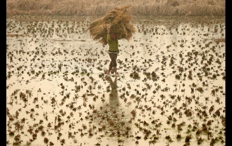 Un cachemir carga heno durante una jornada con neblina en Srinagar, India. AFP/t. Mustafa