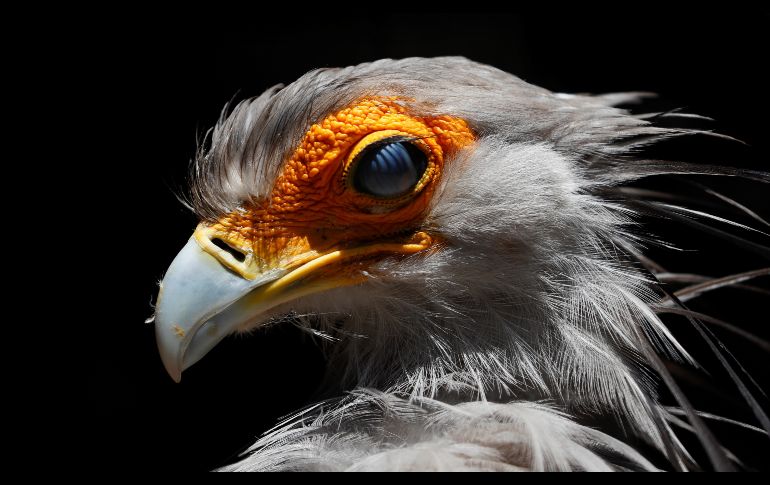 Un ejemplar de secretario (