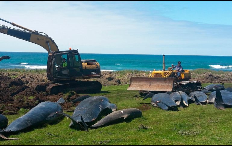 Expertos señalan que este fenómeno puede deberse a diversos factores como enfermedades, errores de navegación, características geográficas, mareas que disminuyen repentinamente, la persecución de un depredador o el clima extremo. AP