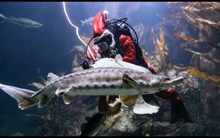 Timo Kaminski, cuidador en el acuario Multimar Wattforum, en la ciudad alemana de Toenning,  alimenta a peces vestido de Santa Claus. AFP/DPA/M. Scholz