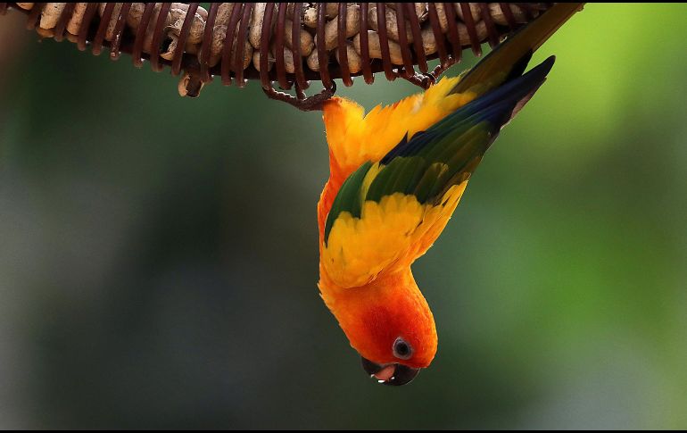 Una cotorra solar descansa en su espacio en el Zoológico Nandankanan, en Bhubaneswar, India. EFE/H. Tyagi