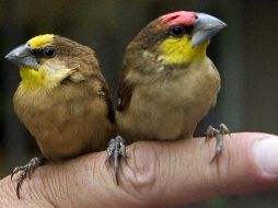 La organización dijo que las frases que trivializan la crueldad hacia los animales desaparecerán conforme las personas empiezan a tratar a los animales por lo que son. AFP / ARCHIVO