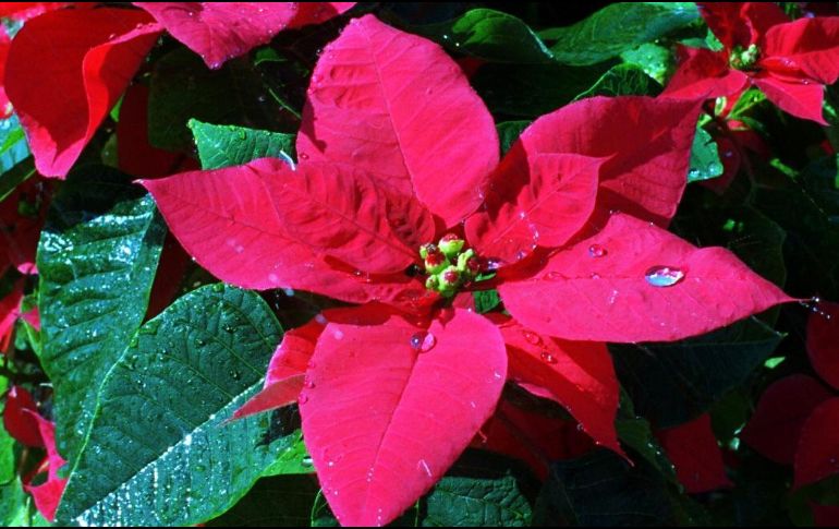 El cultivo de esa planta prehispánica es toda una tradición en los jardines mexicanos, y actualmente es la flor en maceta más vendida en muchos países. EL INFORMADOR / ARCHIVO