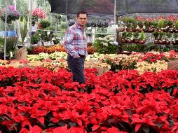 La Euphorbia pulcherrima se ha convertido en una planta muy popular para las fiestas decembrinas y embellece cada rincón con sus diversos colores: rojo, amarillo, rosa, blanco, rayado y marmoleado. NTX / C. Pacheco