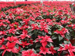 Este año, el Estado de México aspira a escalar peldaños en la producción de flor de Nochebuena en sus 12 variedades. NTX/ESPECIAL