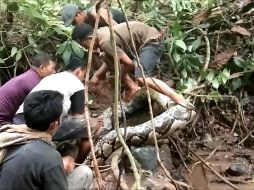 Toma de video de los pobladores mientras luchan para capturar a la víbora en Padang Pariaman. AFP/Ronal Efendi