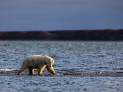Este es el segundo Ártico más caliente del que se tiene registro, según el boletín anual de la Oficina Nacional de Administración Oceánica y Atmosférica. EFE / ARCHIVO