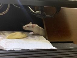 Un congresista aseguró a medios que los animales fueron aventados a representantes del Centro Democrático. TWITTER