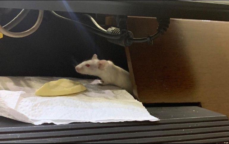 Un congresista aseguró a medios que los animales fueron aventados a representantes del Centro Democrático. TWITTER