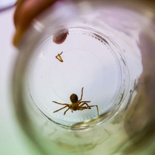 El IMSS alerta por presencia de arañas violinistas y viudas negras