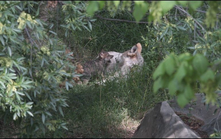 Actualmente, 114 ejemplares viven en Arizona, Nuevo México, Texas y el norte de México. NTX/ARCHIVO