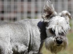 A los ejemplares de razas pequeñas y medianas de pelo corto les viene bien un abrigo, particularmente cuando se encuentran fuera de casa. EL INFORMADOR/ARCHIVO