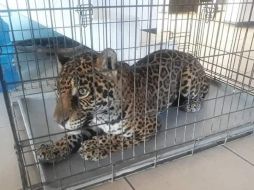 Los dueños del jaguar tendrán que comprobar su legal pertenencia. ESPECIAL