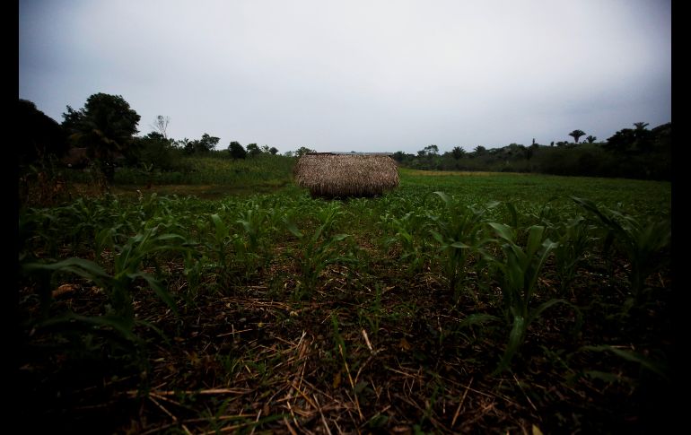 La comunidad de San Antonio Secortez vive de la agricultura. Nery tiene una pequeña parcela de unos 40 metros cuadrados donde siembra y cosecha maíz, para el consumo, a veces tiene jornales o días de trabajo donde logra hacer 40 quetzales diarios, unos 5 dólares.