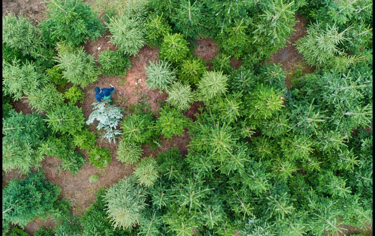 Un hombre traslada un árbol de Navidad en una plantación en Negenborn, en el norte de Alemania. AFP/DPA/J. Stratenschulte